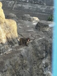 市川動物園 パンチくん black pink Lisagが来園したことでも有名